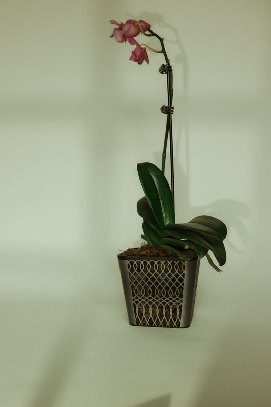 Square Lattice Airflow Orchid Pot – Modern Root - Breathing Design