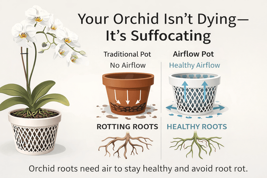 Your Orchid Isn’t Dying — It’s Suffocating - Potted