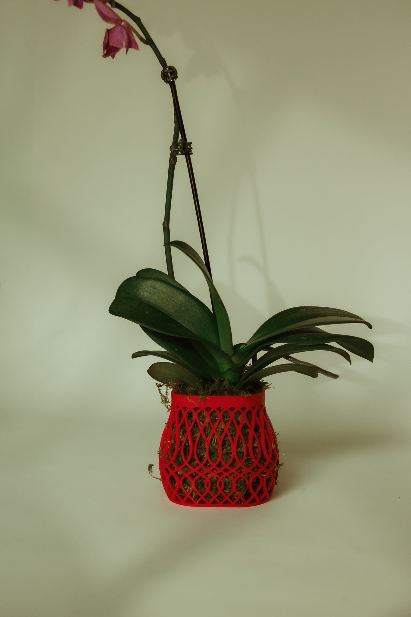 Bloom Belly Lattice Pot