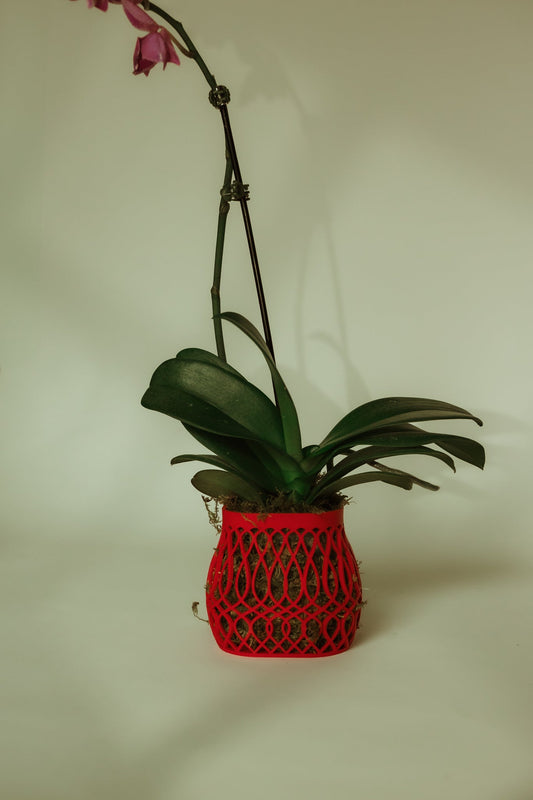 Bloom Belly Lattice Pot