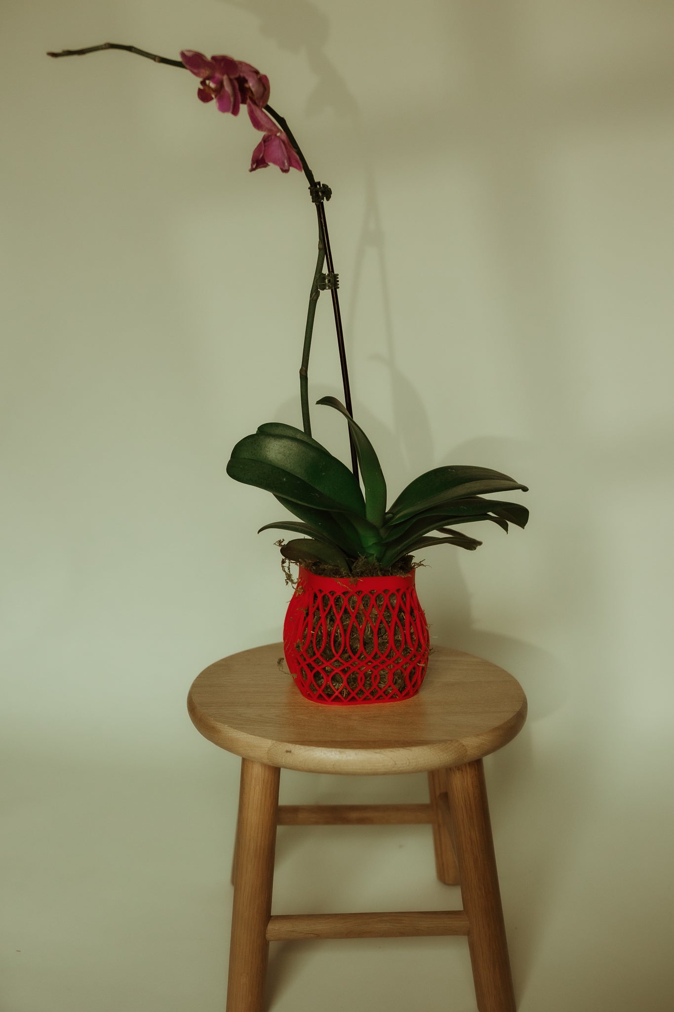 Bloom Belly Lattice Pot