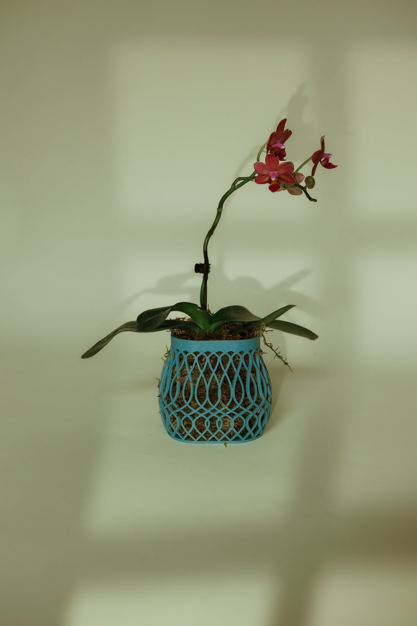 Bloom Belly Lattice Pot