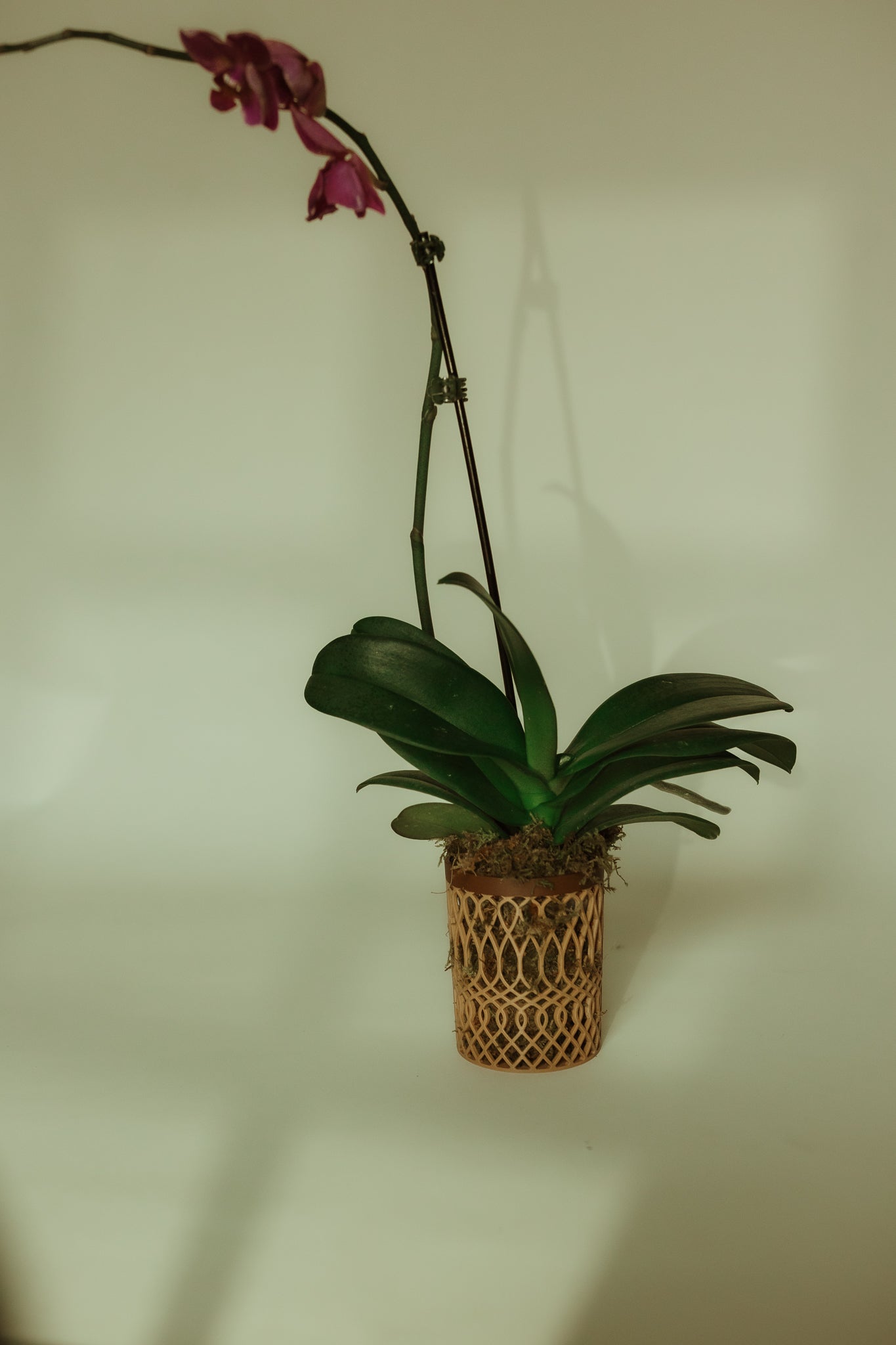 Tapered Cylindrical Airflow Orchid Pot