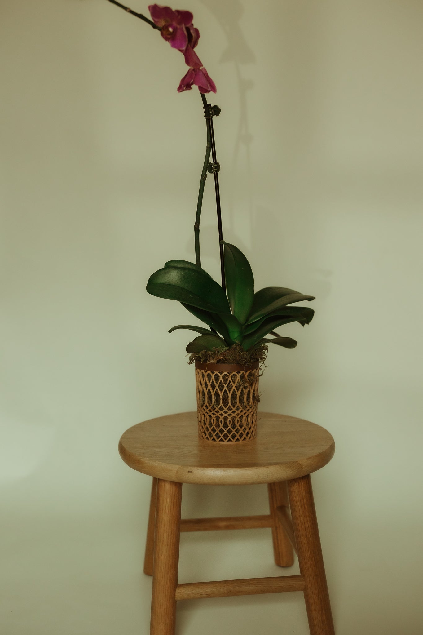 Tapered Cylindrical Airflow Orchid Pot